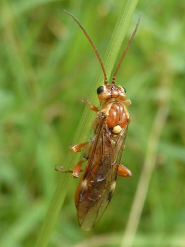 Réf. 207 466 : Tenthredopsis nassata